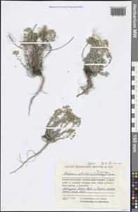 Odontarrhena obovata C. A. Mey., Сибирь, Якутия (S5) (Россия)