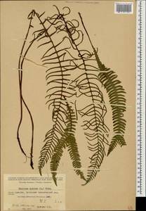 Struthiopteris spicant (L.) F.G.Weiss, Кавказ, Грузия (K4) (Грузия)