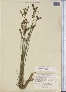 Juncus brevicaudatus (Engelm.) Fern., Америка (AMER) (Канада)