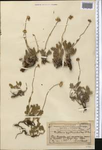 Richteria pyrethroides Kar. & Kir., Средняя Азия и Казахстан, Западный Тянь-Шань и Каратау (M3) (Казахстан)