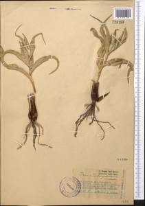 Iris tubergeniana Foster, Средняя Азия и Казахстан, Сырдарьинские пустыни и Кызылкумы (M7) (Казахстан)