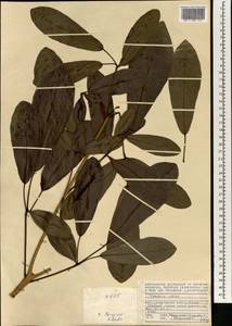 Tabebuia pallida (Lindl.) Miers, Африка (AFR) (Сейшельские острова)