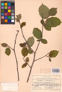 Орешник обыкновенный, Лещина обыкновенная L., Восточная Европа, Центральный лесостепной район (E6) (Россия)