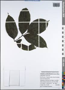 Staphylea cochinchinensis (Lour.) Byng & Christenh., Зарубежная Азия (ASIA) (Вьетнам)