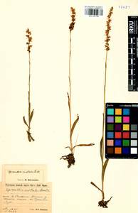 Spiranthes australis (R.Br.) Lindl., Сибирь, Прибайкалье и Забайкалье (S4) (Россия)