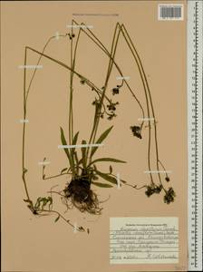 Pilosella densiflora subsp. densiflora, Восточная Европа, Западный район (E3) (Россия)