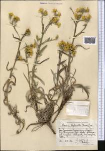 Cousinia tenuispina Rech. fil., Средняя Азия и Казахстан, Памир и Памиро-Алай (M2) (Таджикистан)