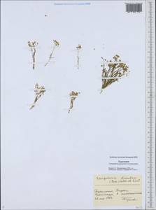Торичник двутычинковый (Guss.) Boiss., Средняя Азия и Казахстан, Каракумы (M6) (Туркмения)