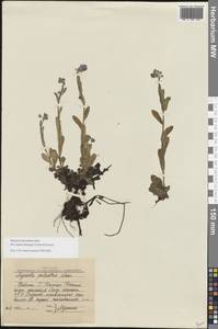 Незабудка стелющаяся Host, Восточная Европа, Северный район (E1) (Россия)