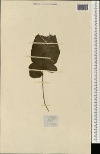 Diplazium cordifolium Bl., Зарубежная Азия (ASIA) (Филиппины)
