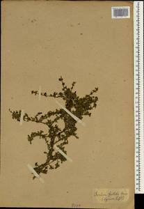 Serissa japonica (Thunb.) Thunb., Зарубежная Азия (ASIA) (Неизвестно)