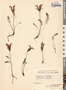 Мытник головчатый Adams, Сибирь, Чукотка и Камчатка (S7) (Россия)