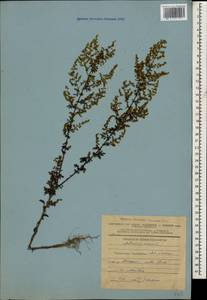 Полынь однолетняя L., Кавказ, Азербайджан (K6) (Азербайджан)