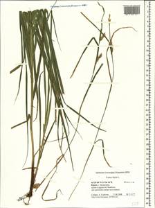 Осока мохнатая, Осока коротковолосистая L., Крым (KRYM) (Россия)