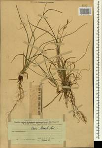 Осока Микели, Осока Микеля Host, Кавказ, Азербайджан (K6) (Азербайджан)