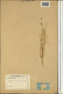 Sporobolus aculeatus (L.) P.M.Peterson, Кавказ (без точных местонахождений) (K0)
