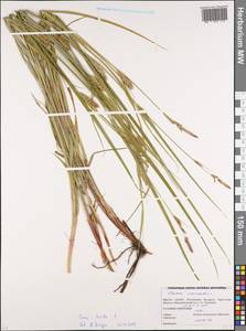 Осока мохнатая, Осока коротковолосистая L., Восточная Европа, Белоруссия (E3a) (Белоруссия)