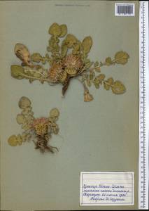 Asteraceae, Средняя Азия и Казахстан, Северный и Центральный Тянь-Шань (M4) (Киргизия)