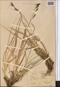 Carex nivalis Boott, Средняя Азия и Казахстан, Западный Тянь-Шань и Каратау (M3) (Узбекистан)