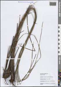 Anarthria gracilis R.Br., Австралия и Океания (AUSTR) (Австралия)