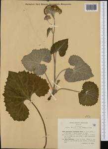 Adenostyles leucophylla (Willd.) Rchb., Западная Европа (EUR) (Италия)