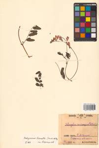 Копеечник копеечниковый (L.) Schinz & Thell., Сибирь, Дальний Восток (S6) (Россия)