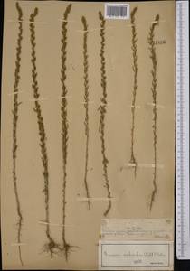 Sedobassia sedoides (Pall.) Freitag & G.Kadereit, Средняя Азия и Казахстан, Муюнкумы, Прибалхашье и Бетпак-Дала (M9) (Казахстан)