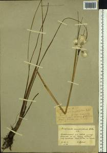 Пушица узколистная, Пушица многоколосковая Honck., Сибирь, Якутия (S5) (Россия)