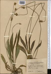 Подорожник ланцетный, Подорожник ланцетолистный L., Средняя Азия и Казахстан, Западный Тянь-Шань и Каратау (M3) (Узбекистан)