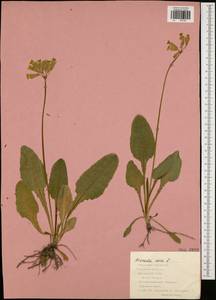 Первоцвет весенний L., Восточная Европа, Центральный район (E4) (Россия)