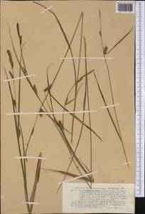 Carex lasiocarpa var. americana Fernald, Америка (AMER) (США)