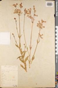 Silene glareosa subsp. prostrata (Gaudin) Guarino & Pignatti, Восточная Европа, Центральный район (E4) (Россия)