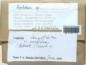 Lophozia longiflora (Nees) Schiffn., Гербарий мохообразных, Мхи - Западная Европа (BEu) (Швейцария)