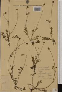 Poterium sanguisorba subsp. sanguisorba, Восточная Европа, Западно-Украинский район (E13) (Украина)
