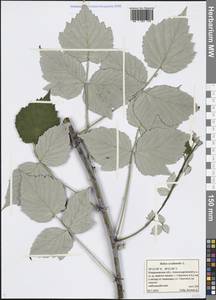 Rubus occidentalis L., Восточная Европа, Центральный район (E4) (Россия)