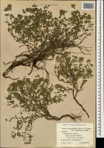 Чабрец Кочи Boiss. & Hohen., Кавказ, Армения (K5) (Армения)