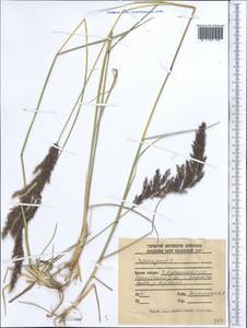 Вейник, Средняя Азия и Казахстан, Джунгарский Алатау и Тарбагатай (M5) (Казахстан)