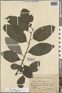 Ива козья L., Кавказ, Краснодарский край и Адыгея (K1a) (Россия)