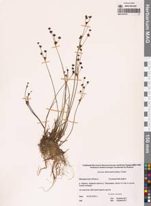 Ситник альпийскочленистый Chaix, Сибирь, Чукотка и Камчатка (S7) (Россия)