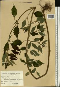 Щетинохвост шандровый (L.) Ehrh. ex Rchb., Восточная Европа, Центральный район (E4) (Россия)