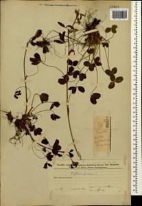 Клевер луговой L., Кавказ, Азербайджан (K6) (Азербайджан)