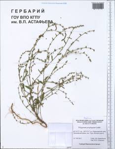 Polygonum arenastrum subsp. arenastrum, Сибирь, Центральная Сибирь (S3) (Россия)