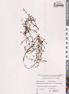 Клюква мелкоплодная (Turcz. ex Rupr.) Schmalh. ex Busch, Сибирь, Чукотка и Камчатка (S7) (Россия)