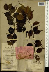 Prunus mume (Siebold) Siebold & Zucc., Зарубежная Азия (ASIA) (КНР)
