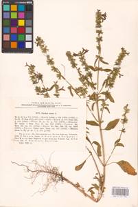 MHA 0 154 838, Чистец однолетний (L.) L., Восточная Европа, Центральный лесостепной район (E6) (Россия)