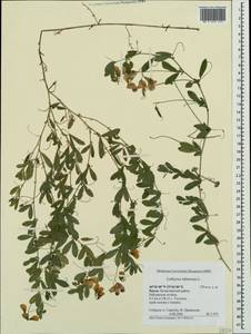 Чина клубненосная L., Крым (KRYM) (Россия)