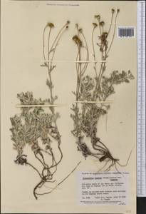Eriophyllum lanatum (Pursh) Forbes, Америка (AMER) (США)