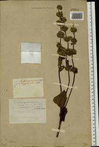 Зопничек клубненосный (L.) Moench, Сибирь, Алтай и Саяны (S2) (Россия)