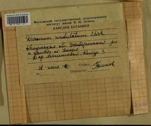 Dicranum polysetum Sw., Гербарий мохообразных, Мхи - Центральное Нечерноземье (B6) (Россия)