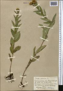 Pentanema salicinum (L.) D.Gut.Larr., Santos-Vicente, Anderb., E.Rico & M.M.Mart.Ort., Средняя Азия и Казахстан, Северный и Центральный Казахстан (M10) (Казахстан)